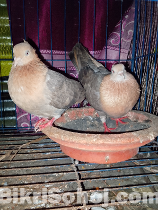 সোয়া চন্দন